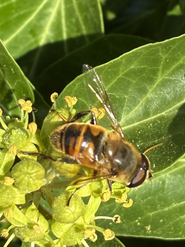 Common Drone Fly