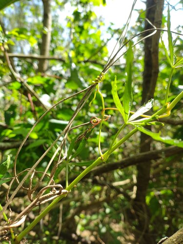 Cissus palmata, photograph 3