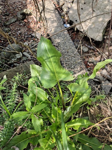 Senecio bonariensis