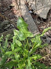 Senecio bonariensis