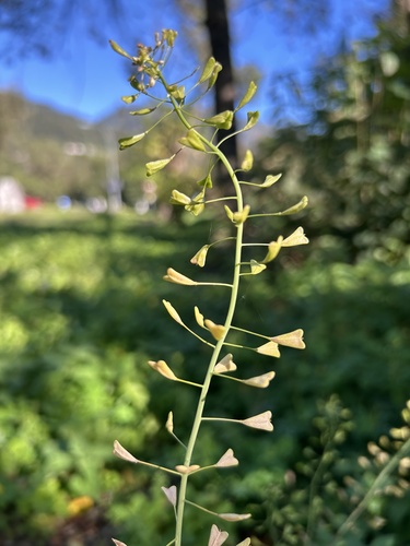 shepherd's-purse