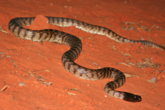 Aspidites melanocephalus