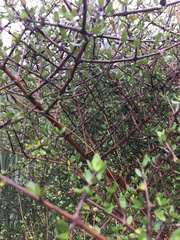Coprosma propinqua propinqua