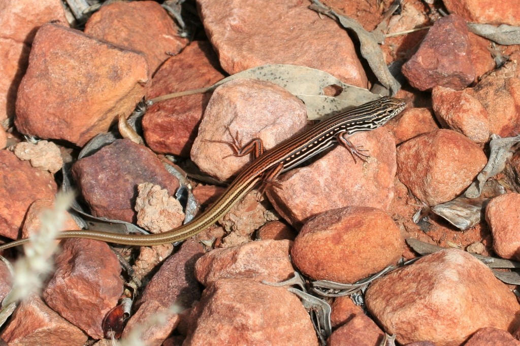 Lively Ctenotus
