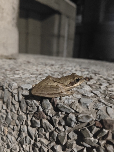 Chunam Tree Frog