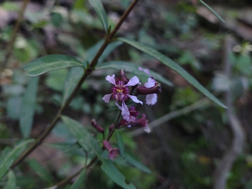 Cuphea fruticosa