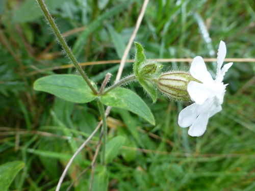 white campion