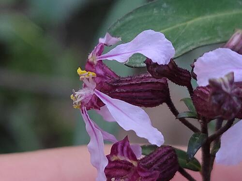 Cuphea fruticosa, photograph 2