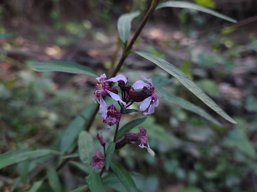 Cuphea fruticosa, photograph 1