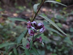 Cuphea fruticosa, photograph (c) Felipe Horton, some rights reserved (CC BY)