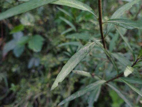 Cuphea fruticosa, photograph 3