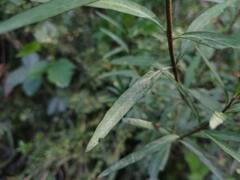 Cuphea fruticosa, photograph (c) Felipe Horton, some rights reserved (CC BY)