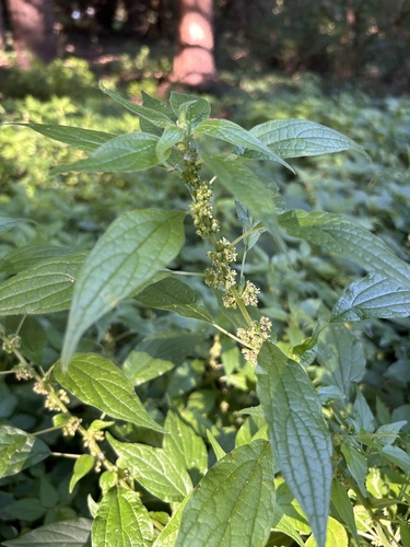 Erect Pellitory-of-the-wall