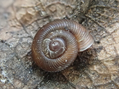Discus whitneyi