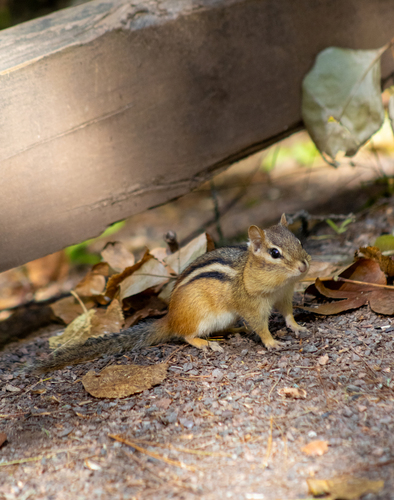 Eastern Chipmunk