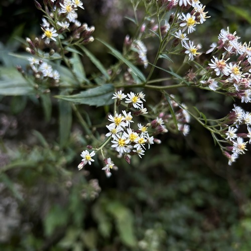 Aster taiwanensis observed 2026-09-25