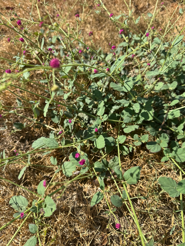 Boerhavia coccinea, photograph 3