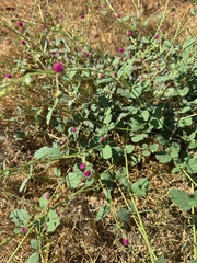 Boerhavia coccinea, photograph (c) Ren, some rights reserved (CC BY)