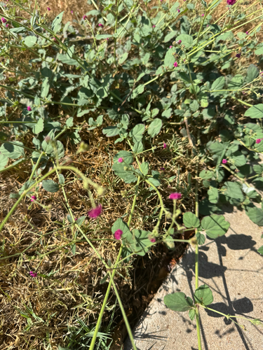 Boerhavia coccinea