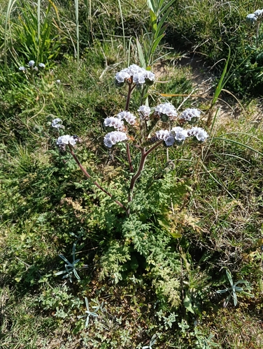 Phacelia artemisioides