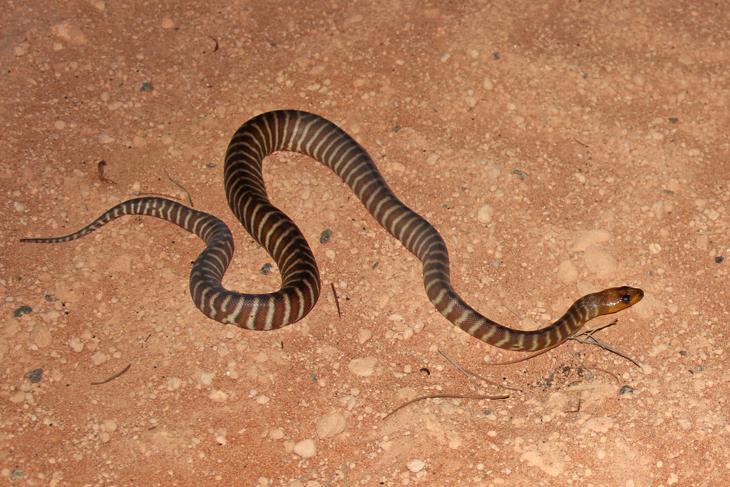 Woma Python in December 2012 by Ray Turnbull · iNaturalist