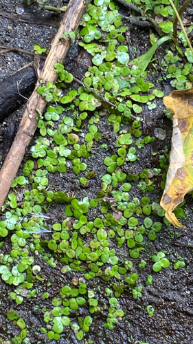 greater duckweed