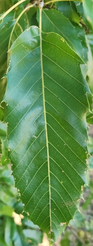 Quercus acutissima