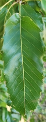 Quercus acutissima