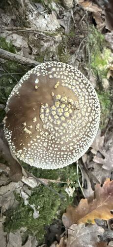Franchet's Amanita