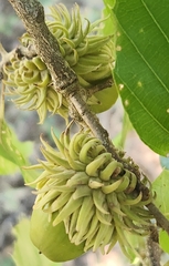 Quercus acutissima, photograph (c) Will Burnside, some rights reserved (CC BY)