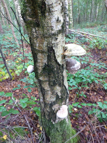 birch polypore