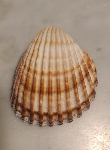 Rough Cockle