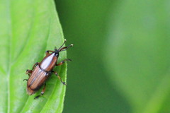 Odoiporus longicollis