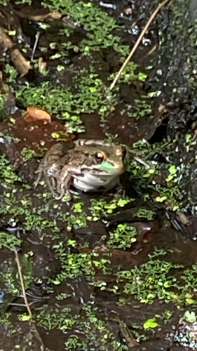 Green Frog