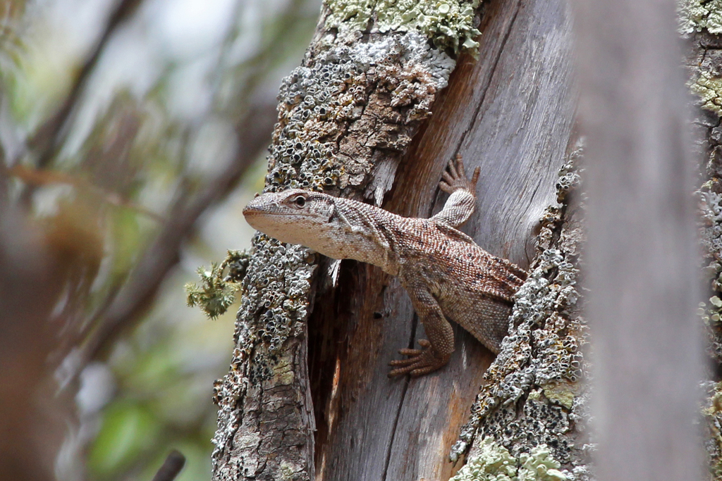 Line-Tailed Pygmy Monitor