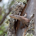 Varanus caudolineatus - Photo (c) Ray Turnbull, osa oikeuksista pidätetään (CC BY-NC), lähettänyt Ray Turnbull