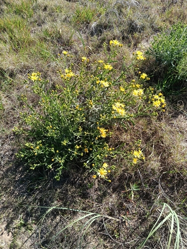 Senecio heterotrichius
