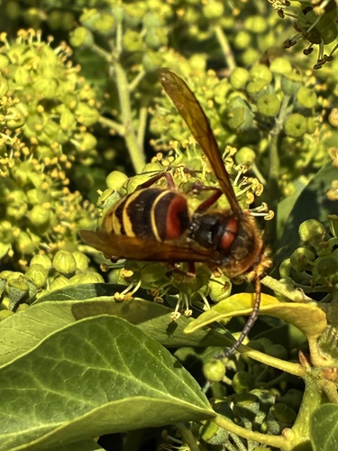 European Hornet