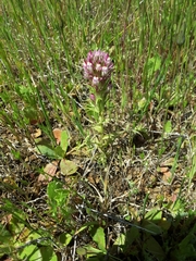 Castilleja densiflora densiflora