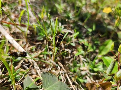 Black Swallowtail
