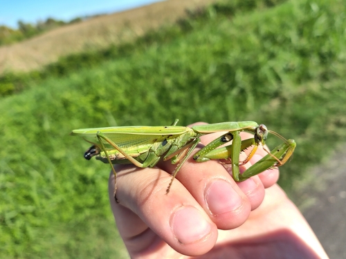 European Mantis