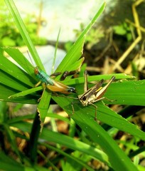 Caryanda spuria