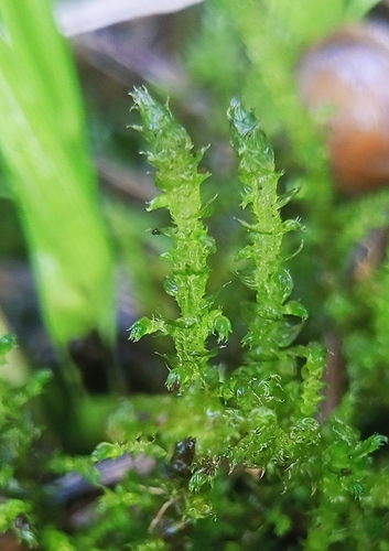 Palustriella decipiens, 2026-05-16