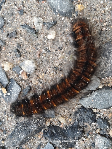 Fox Moth