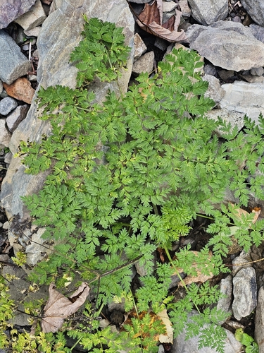 Anthriscus sylvestris