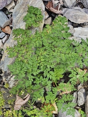 Anthriscus sylvestris
