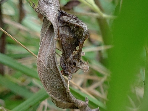 Soybean Looper Moth