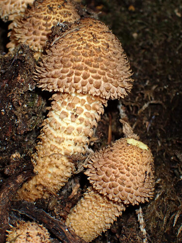shaggy scalycap