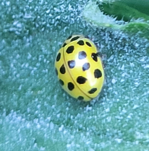 22-spot Ladybird