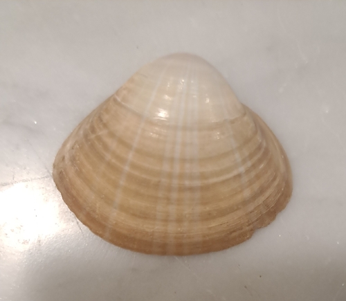 Rayed Trough Shell